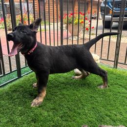 Vera - Bi-color female German Shepherd puppy in Philippi, West Virginia from Vom Haus Highlands