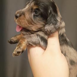 Ash - Black and tan male Dachshund puppy in Pasco, Washington from G & G Kennel