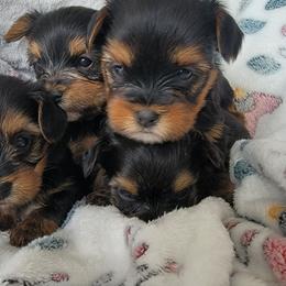 Yorkshire Terrier puppies from Lundberg Yorkies