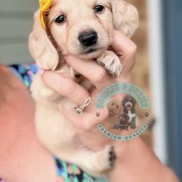 Buttercup - Cream female Dachshund puppy in Marion, Ohio from Doodles & Doxies
