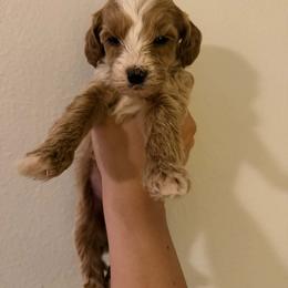 Bernedoodle, Goldendoodle, and Poodle Puppies from Beach Doodles