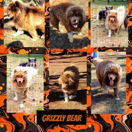 Grizz - Siberian Husky