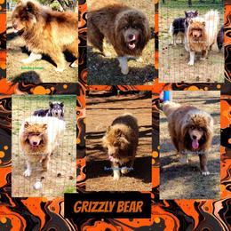 Grizz - Siberian Husky