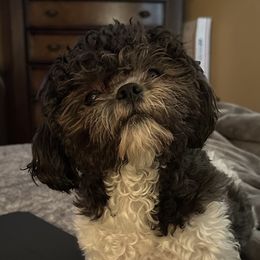 Darla - Shichon