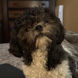 Darla - Shichon