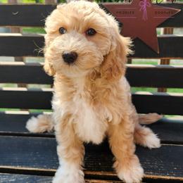Snowberry - Cream female Cockapoo puppy in Mancelona, Michigan from Lavender poodles & doodles