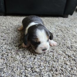Tommy - Brown white and tan male Beagle puppy in Greenwood, Missouri from Nukee Beagles and Corgis