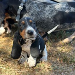 Yellow Collar Female - Black brown and white female Basset Hound puppy in Lindley, New York from Hill Top Basset Hounds & Cane Corso