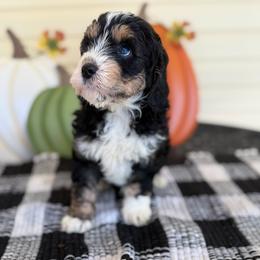 Pacific - Tri-color male Bernedoodle puppy in Russellville, Arkansas from Crossgate Doodles