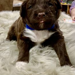 Aussiedoodle Puppies from Lisa Edge - EdgeCo's Hilltop Aussiedoodles