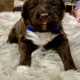 Aussiedoodle Puppies from Lisa Edge - EdgeCo's Hilltop Aussiedoodles