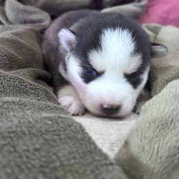 Pomsky Puppies from Sun-Kissed Mountain Homestead
