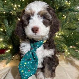Murphy - Brown and white male Bernedoodle puppy in Buffalo, Illinois from Pear Tree Pups
