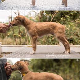 Silken Windhound Puppies from Amethyst Silken Windhounds