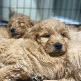 Poodle Puppies from Pampered Pawz