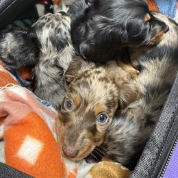 Dachshund Puppies from Birkin’ Paws