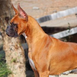 Boxers from Sarah Neely