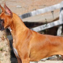 Boxers from Sarah Neely