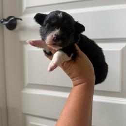 Scribble - Black and tan male Pembroke Welsh Corgi puppy in Red Bluff, California from Wilder Ranch Corgis