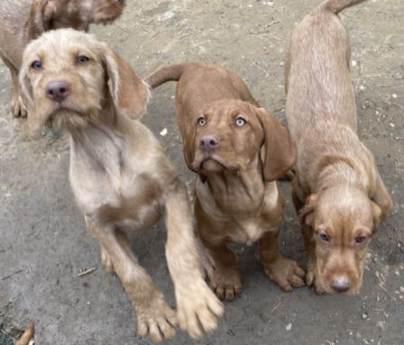 Wirehaired vizsla outlet puppies for sale