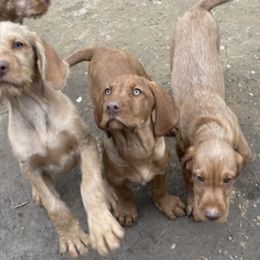 Wirehaired Vizsla Puppies from FREDA KIRTLEY