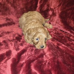 Boy 1 - Red male Cavapoo puppy in Dewey, Oklahoma from Lebel Cavapoos