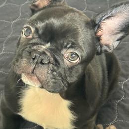 Niko - Black and white male French Bulldog puppy in Louisville, Kentucky from Diamonds Frenchies