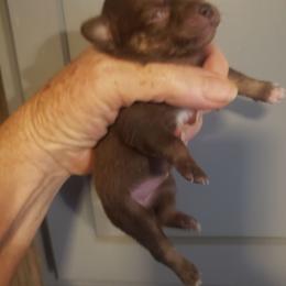 Teeny Taffy - Chocolate and white female Chihuahua puppy in Nc, Florida from Brusseluv2