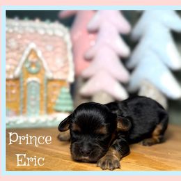 Prince Eric - Black and tan male Cavalier King Charles Spaniel puppy in Clinton, Oklahoma from Enchanted Spaniels