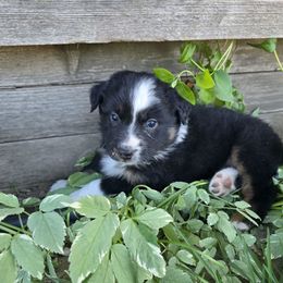Mike - Black tri-color Australian Shepherd puppy in Ogden, Utah from Charmed Australian Shepherds