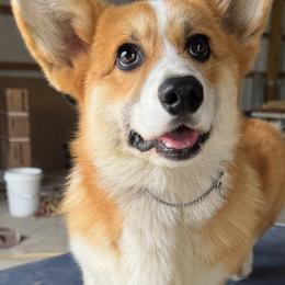 Squish - Sable male Pembroke Welsh Corgi puppy in Pleasanton, Kansas from Cadenza Corgis