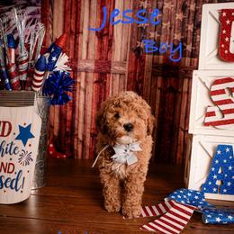 Jesse - Cream male Goldendoodle puppy in Syracuse, Utah from 2 Bros Doodles