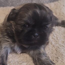 Shih Tzus from Cross County Shih Tzus