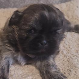 Shih Tzus from Cross County Shih Tzus