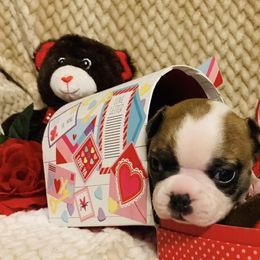 Boston Terriers from Ashley Moore's Boston Terriers