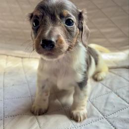 Fern - Piebald male Dachshund puppy in Aiken, South Carolina from State Eight Dachshunds