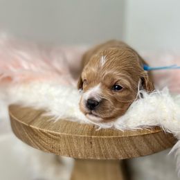 Cavapoo Puppies from Freckles Family Cavapoos