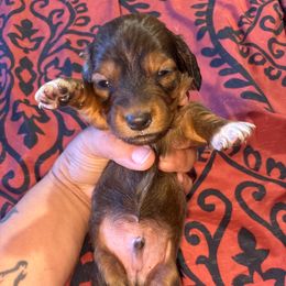 Grey collar - Chocolate and tan male Dachshund puppy in San Antonio, Texas from Bear Bear's House of Doxies