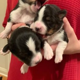 Australian Shepherd and Toy Australian Shepherd Puppies from AlwaysAussies