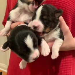 Australian Shepherd and Toy Australian Shepherd Puppies from AlwaysAussies