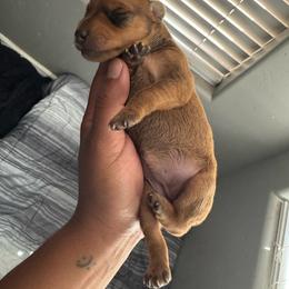 Princess - Red female Miniature Pinscher puppy in Albuquerque, New Mexico from Legacy Danes