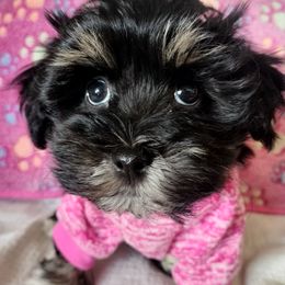 Sage - Black and white female Havanese puppy in New Castle, Colorado from Havanese Havaton Pups