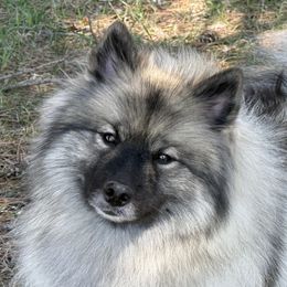 Girl 1 - female Keeshond puppy in Sheboygan, Wisconsin from Peregrine Keeshond