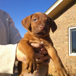Candy - Lt whtn brn nose female Rhodesian Ridgeback puppy in Carney, Oklahoma from River Run Parson Russell terriers & River Run Ridgebacks