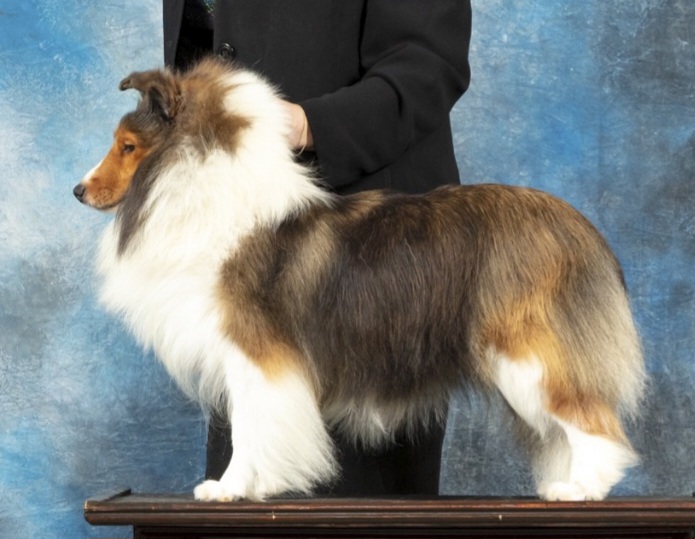 Lavish - Shetland Sheepdog