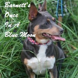Teddy Roosevelt Terrier All Grown Up from Barnett’s Rambling Terriers