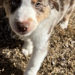 Miniature American Shepherd Puppies from Soul Stone Kennels