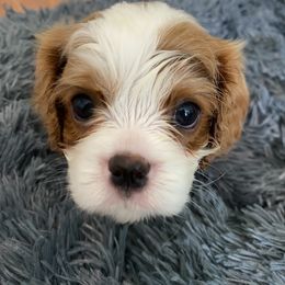 Black Russian Terrier and Cavalier King Charles Spaniel Puppies from Ocean Gem & Guardian Bears