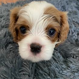 Black Russian Terrier and Cavalier King Charles Spaniel Puppies from Ocean Gem & Guardian Bears