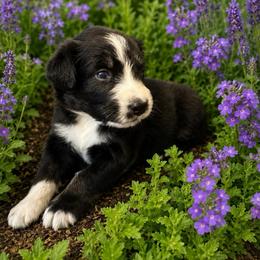 Roo - Black tri-color male Australian Shepherd puppy in Marshall, Virginia from Aussie Tales Farm
